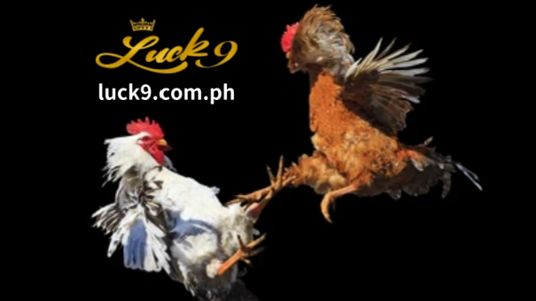 Kilala ang mga Spanish fighting cocks sa kanilang kagandahan at kahalagahan sa kasaysayan, na nakakaakit ng mga mahilig sa buong mundo. Ang mga ibong ito ay may mayamang pamana na naka-embed sa mga kultural na kasanayan, at ang pag-aaral tungkol sa mga ito ay isang kamangha-manghang paglalakbay sa paglipas ng panahon.